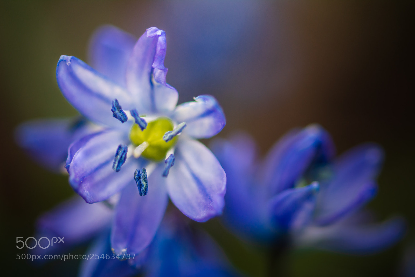 Nikon D7100 sample photo. Scilla photography