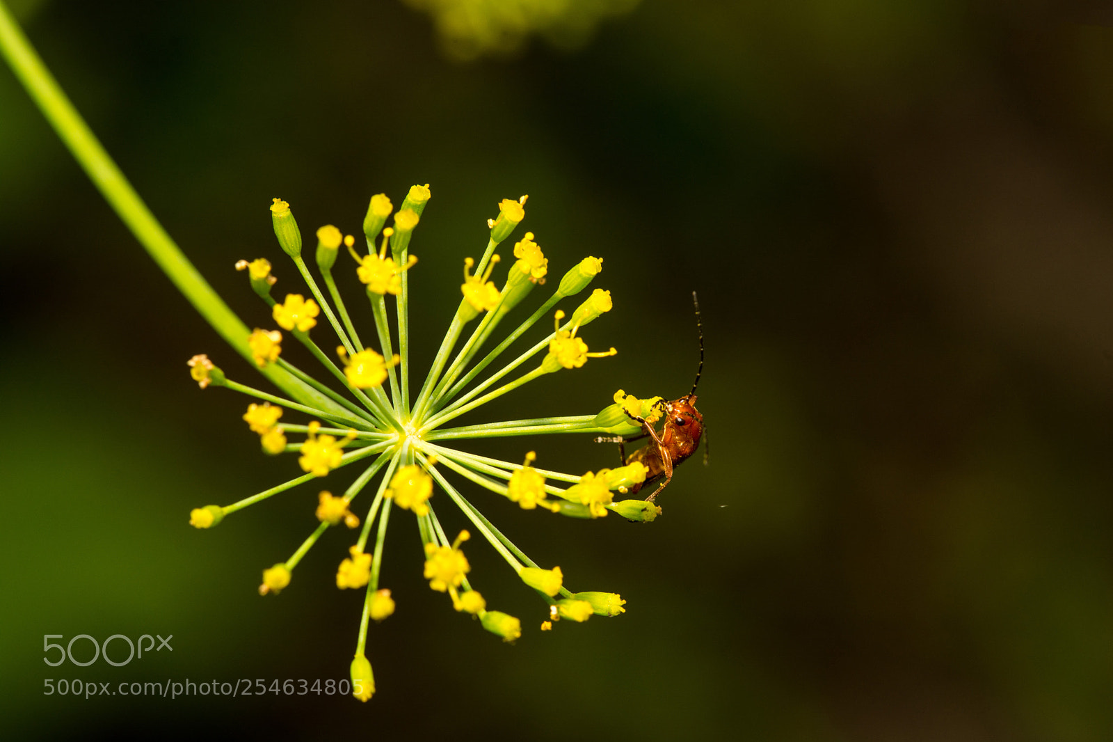 Nikon D7100 sample photo. 4531.jpg photography