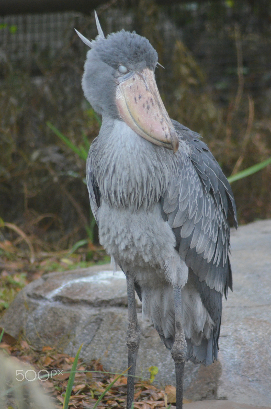 Nikon AF Nikkor 70-300mm F4-5.6G sample photo. (t) photography