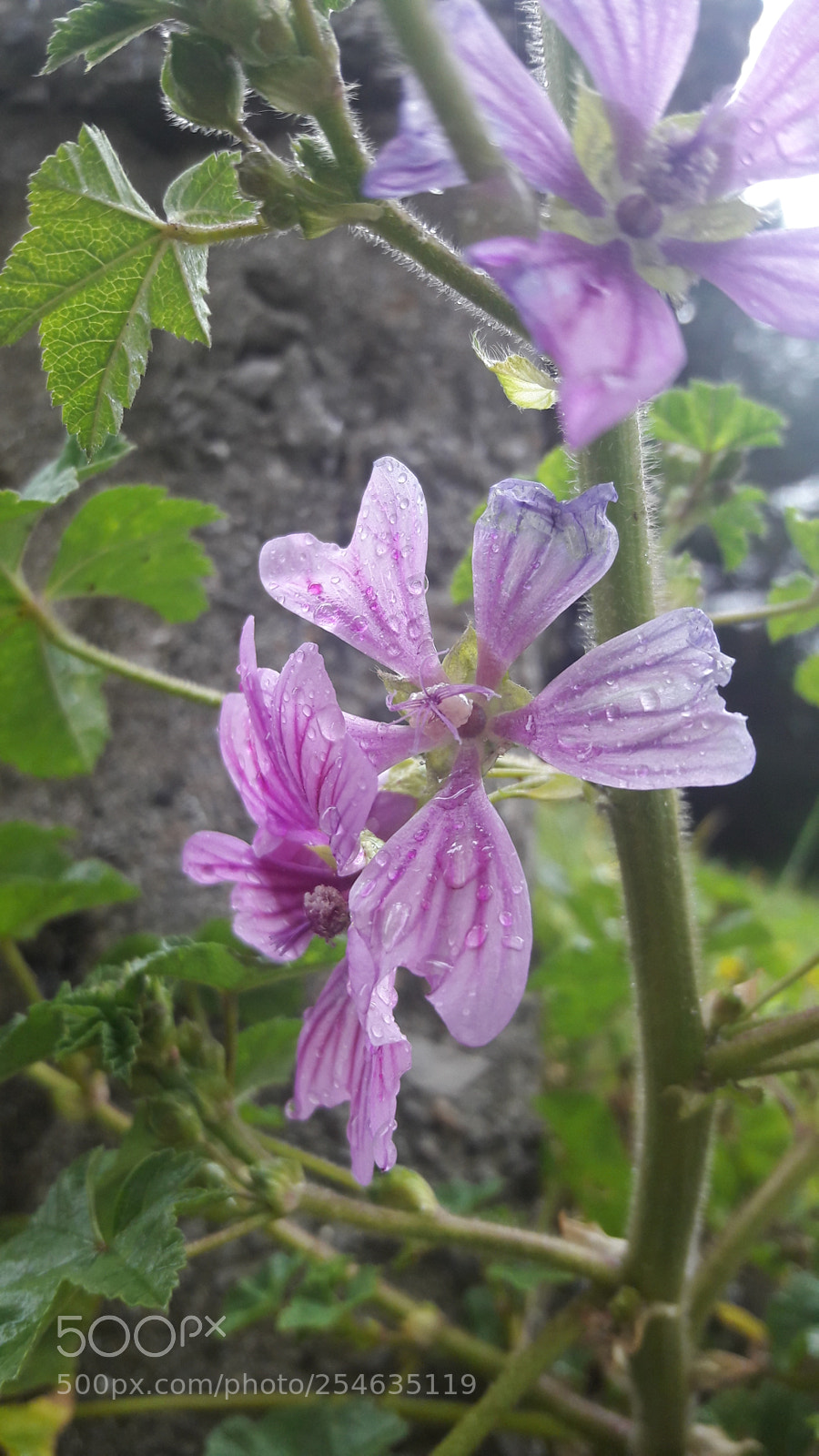 Samsung Galaxy J7 sample photo. Untitled photography