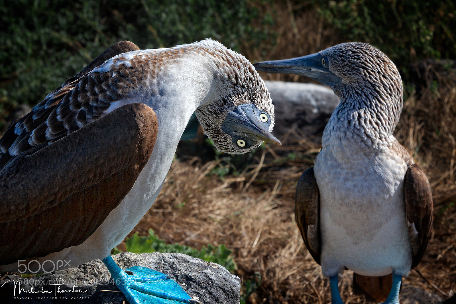 Canon EOS 5D Mark II sample photo. Blue-footed booby couple photography