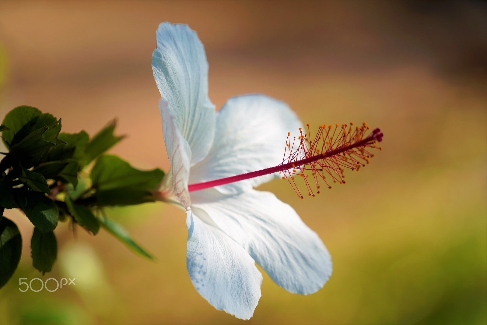 Sony FE 70-200mm F4 G OSS sample photo. Hibiscus rosasinensis photography