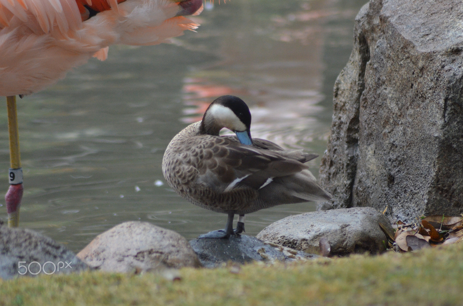 Nikon AF Nikkor 70-300mm F4-5.6G sample photo. (t) photography