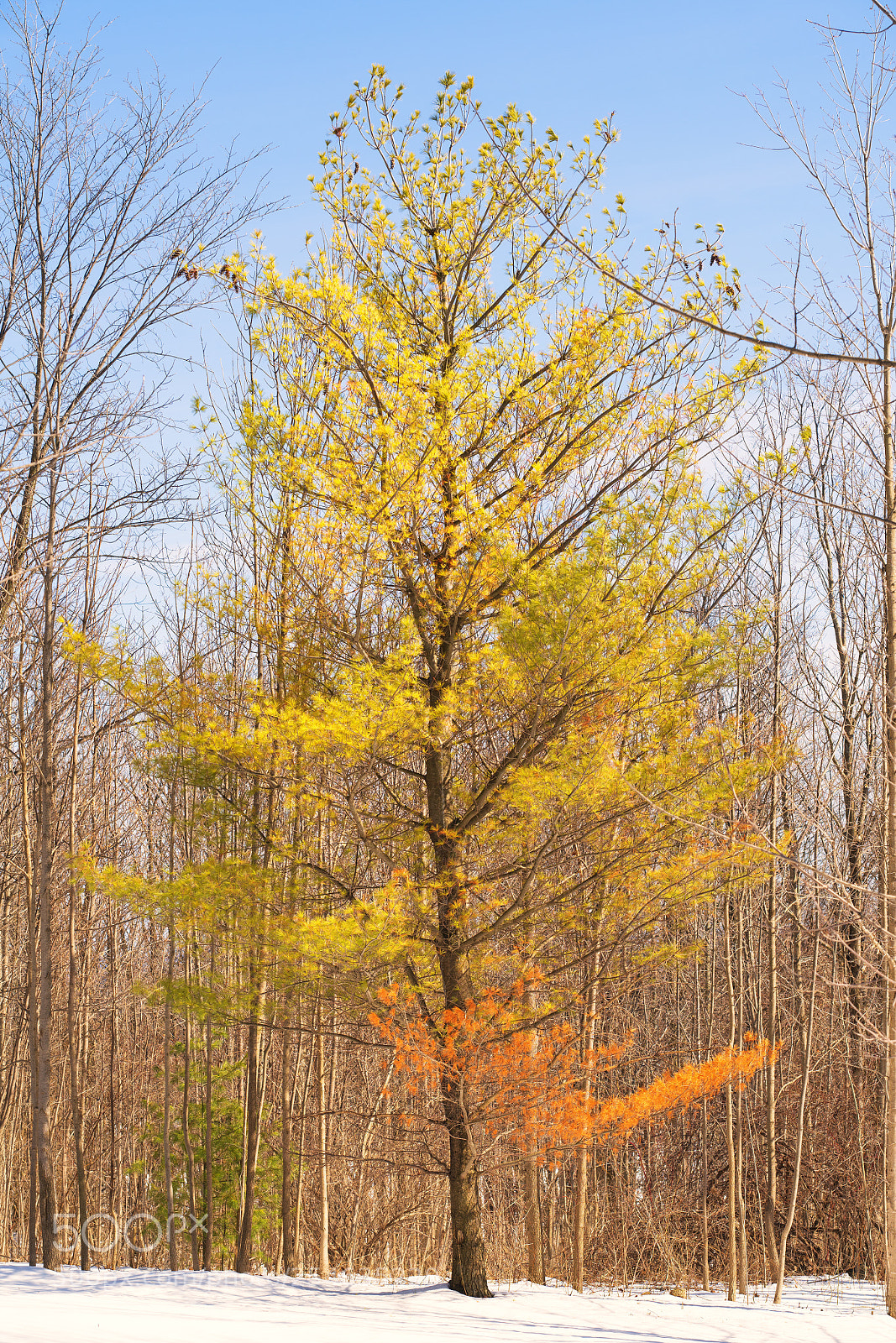 Sony a7R II sample photo. April tree photography