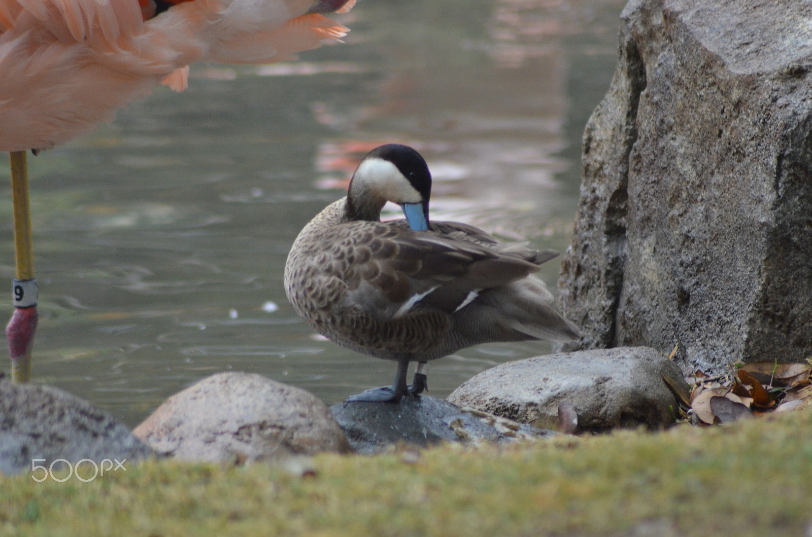 Nikon AF Nikkor 70-300mm F4-5.6G sample photo. (t) photography