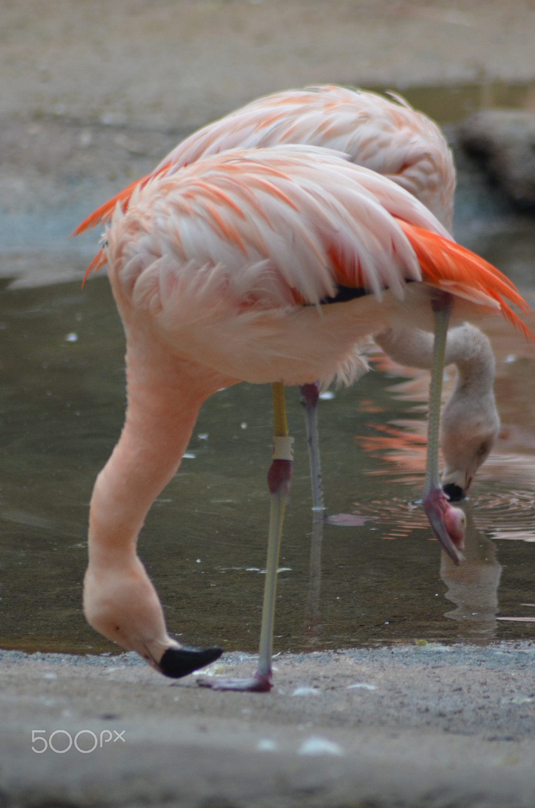 Nikon AF Nikkor 70-300mm F4-5.6G sample photo. (t) photography