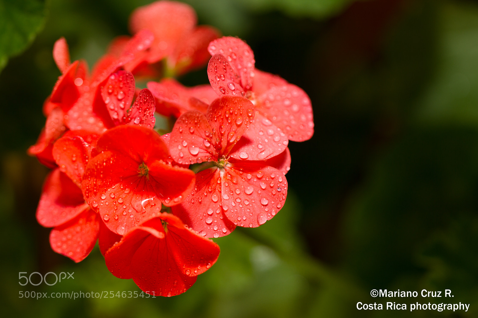 Canon EOS 7D sample photo. Flowers in costa rica photography