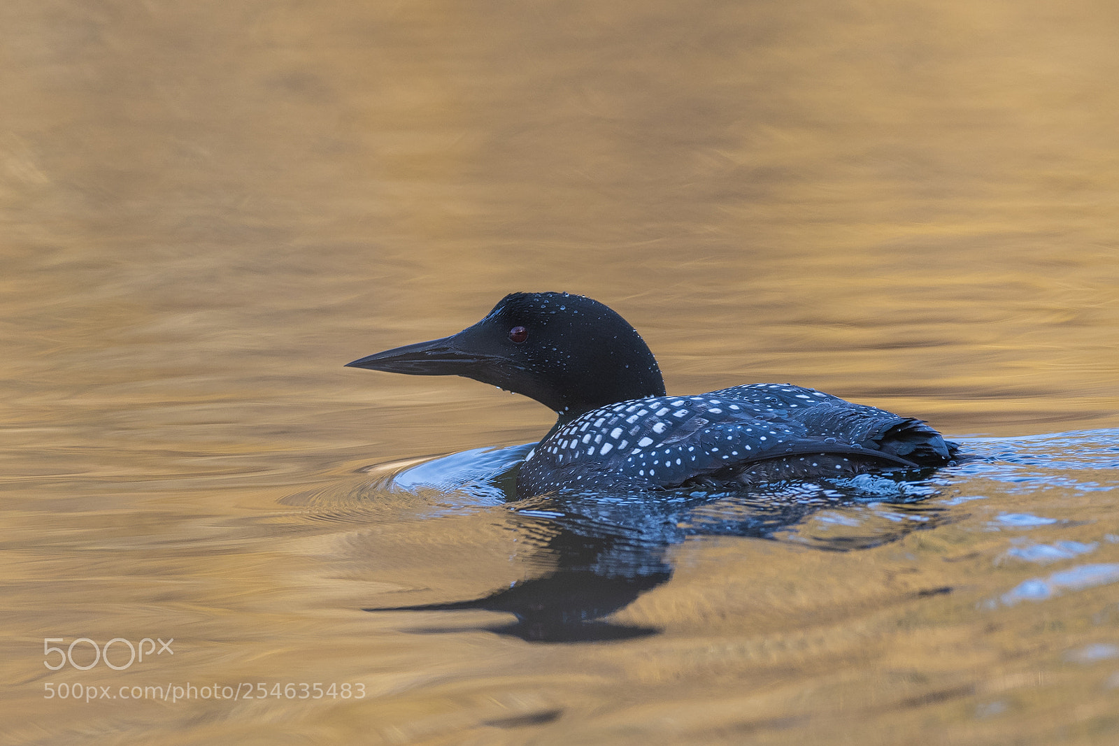 Nikon D850 sample photo. Common loon photography
