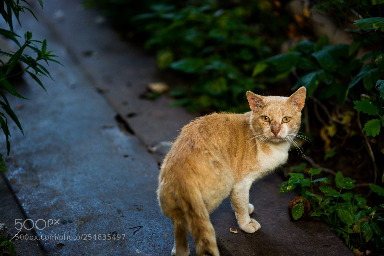 Nikon D7100 sample photo. 4841.jpg photography