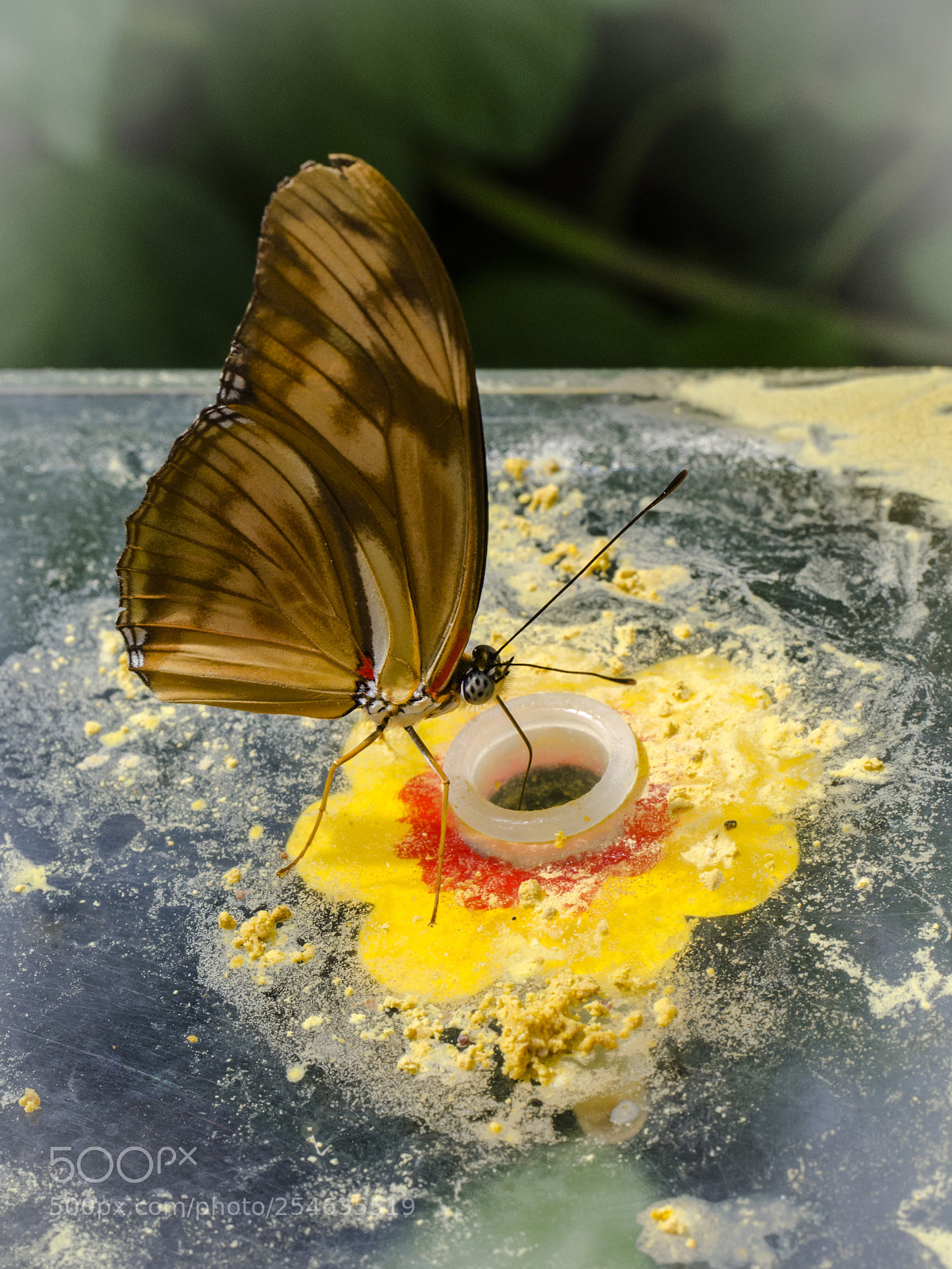 Nikon D7000 sample photo. Untitled photography