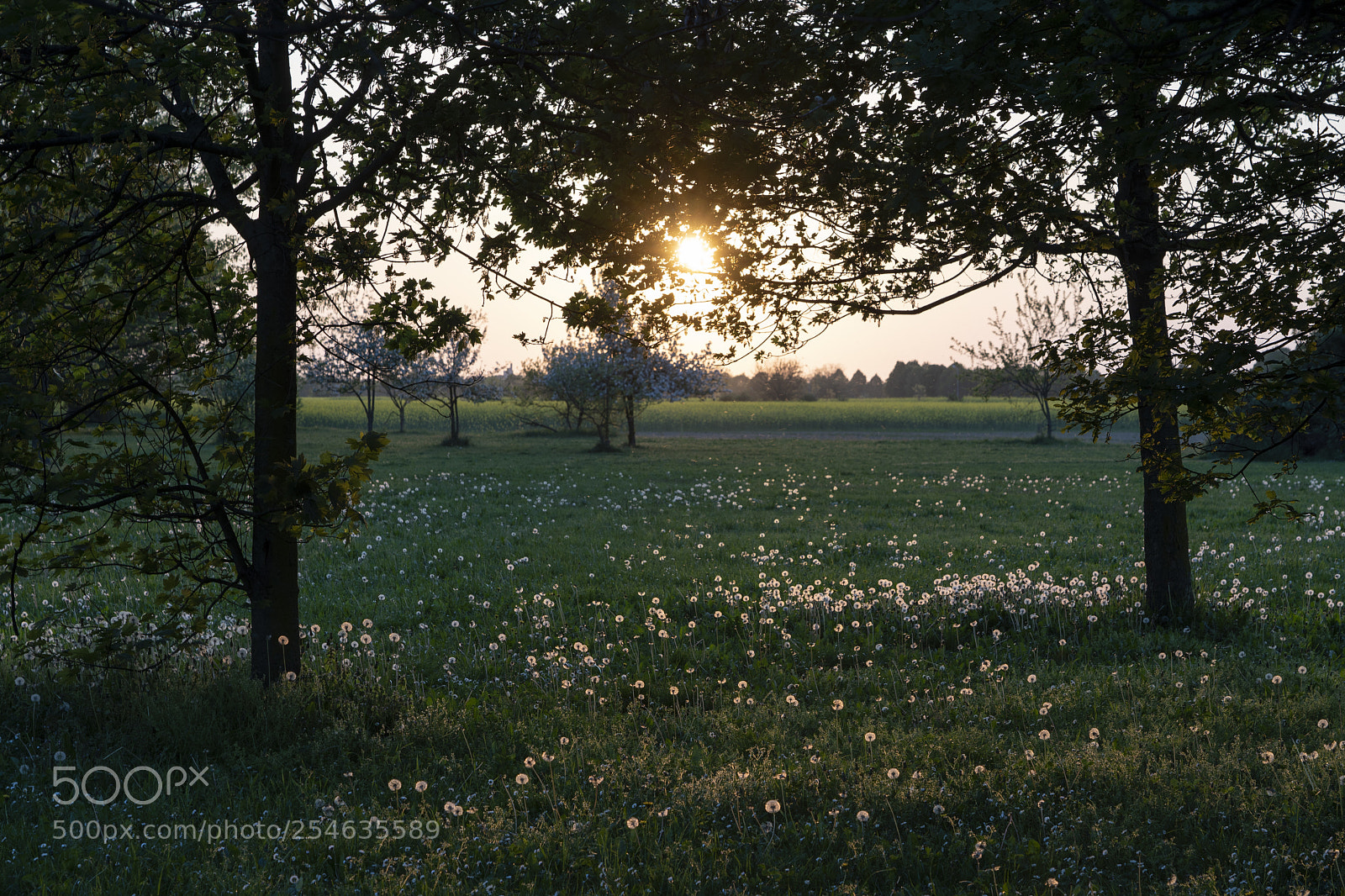Sony a7 III sample photo. Spring sunset ay grugnotorto photography