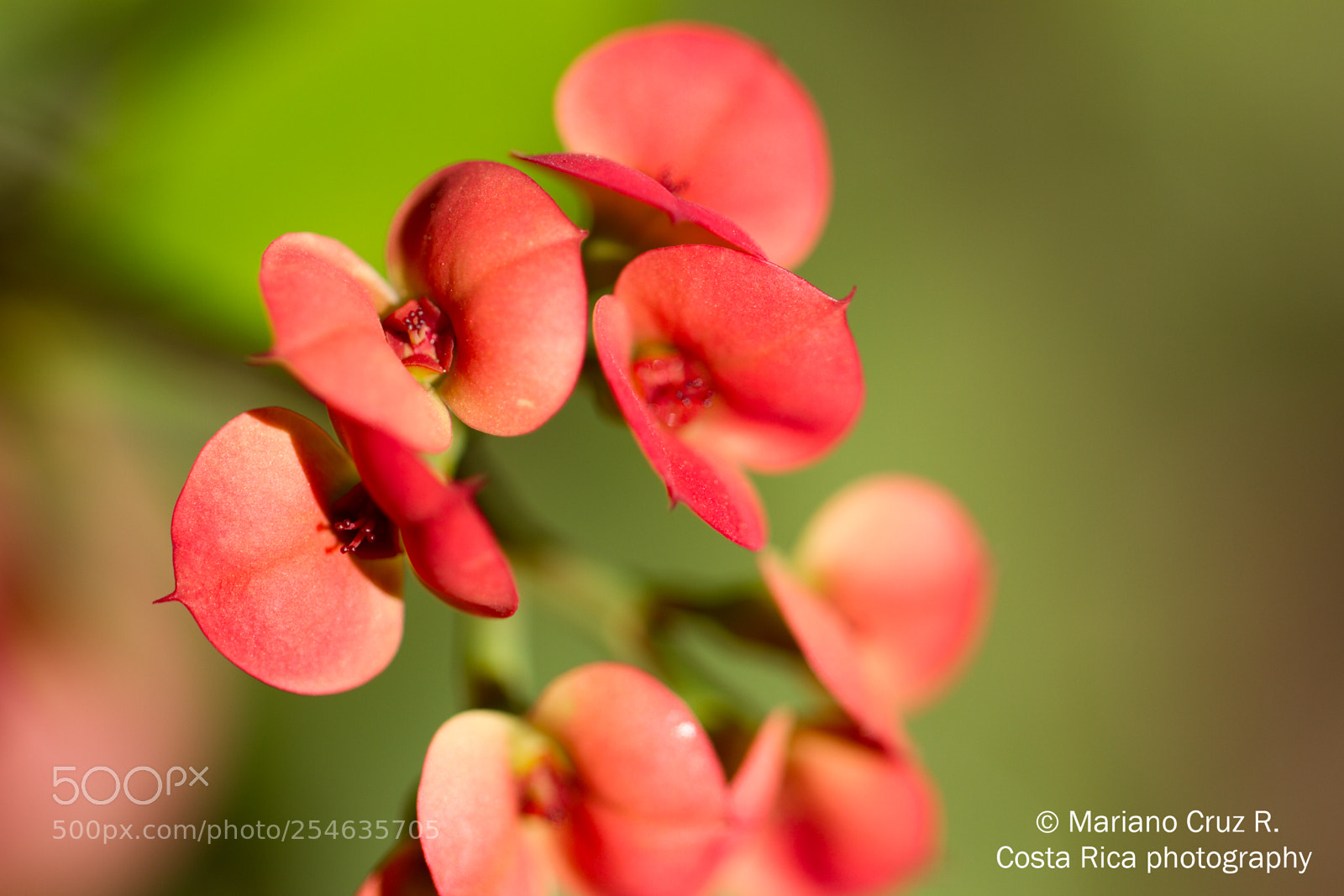 Canon EOS 7D sample photo. Flowers in costa rica photography
