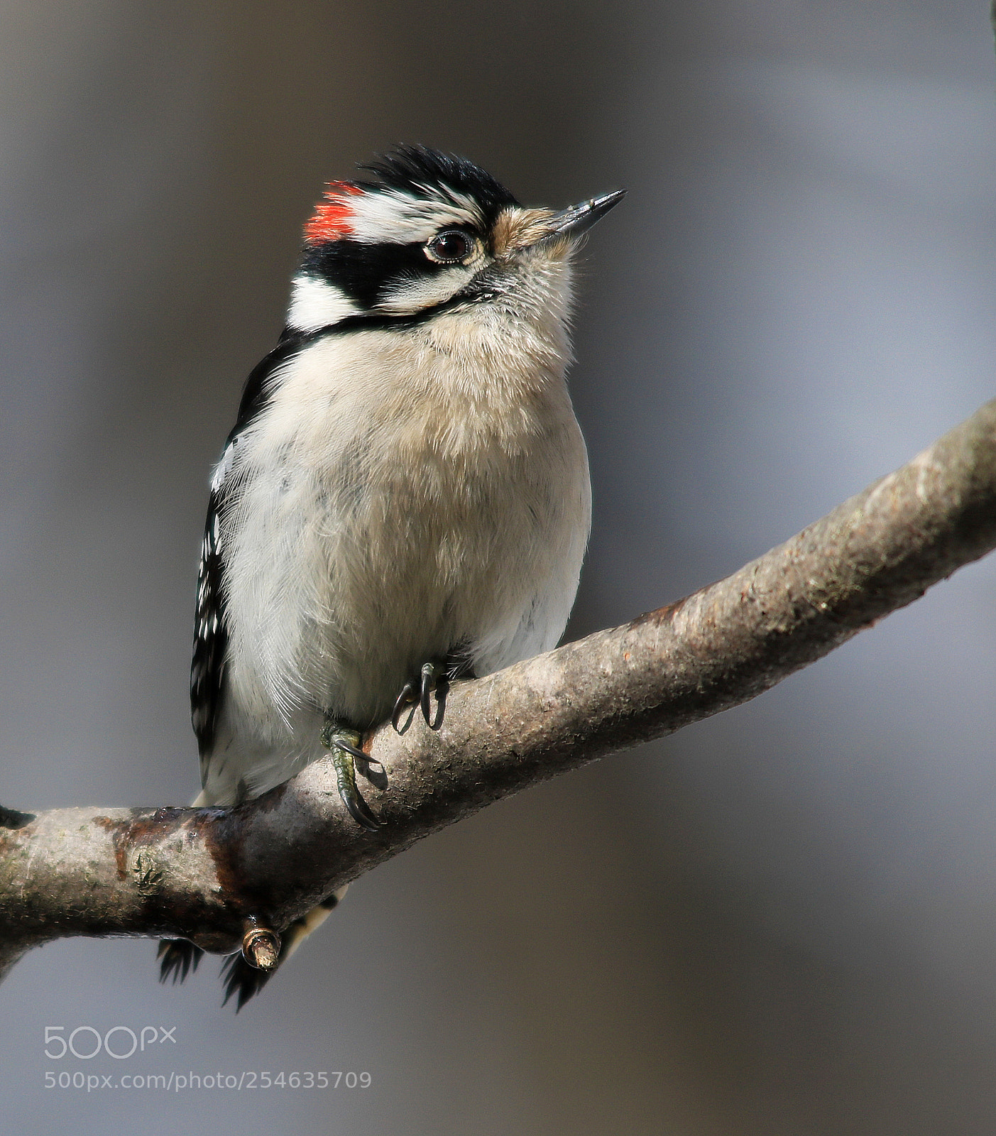 Canon EOS 750D (EOS Rebel T6i / EOS Kiss X8i) sample photo. Downy woodpecker photography