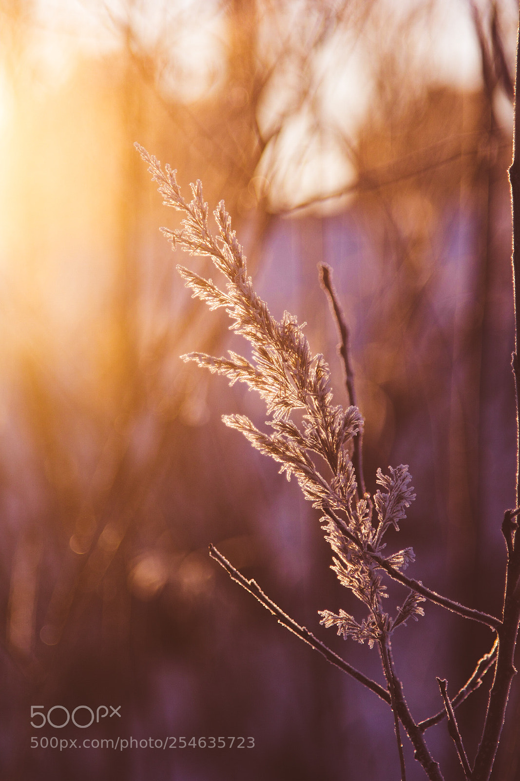 Canon EOS 60D sample photo. Frozen vi photography