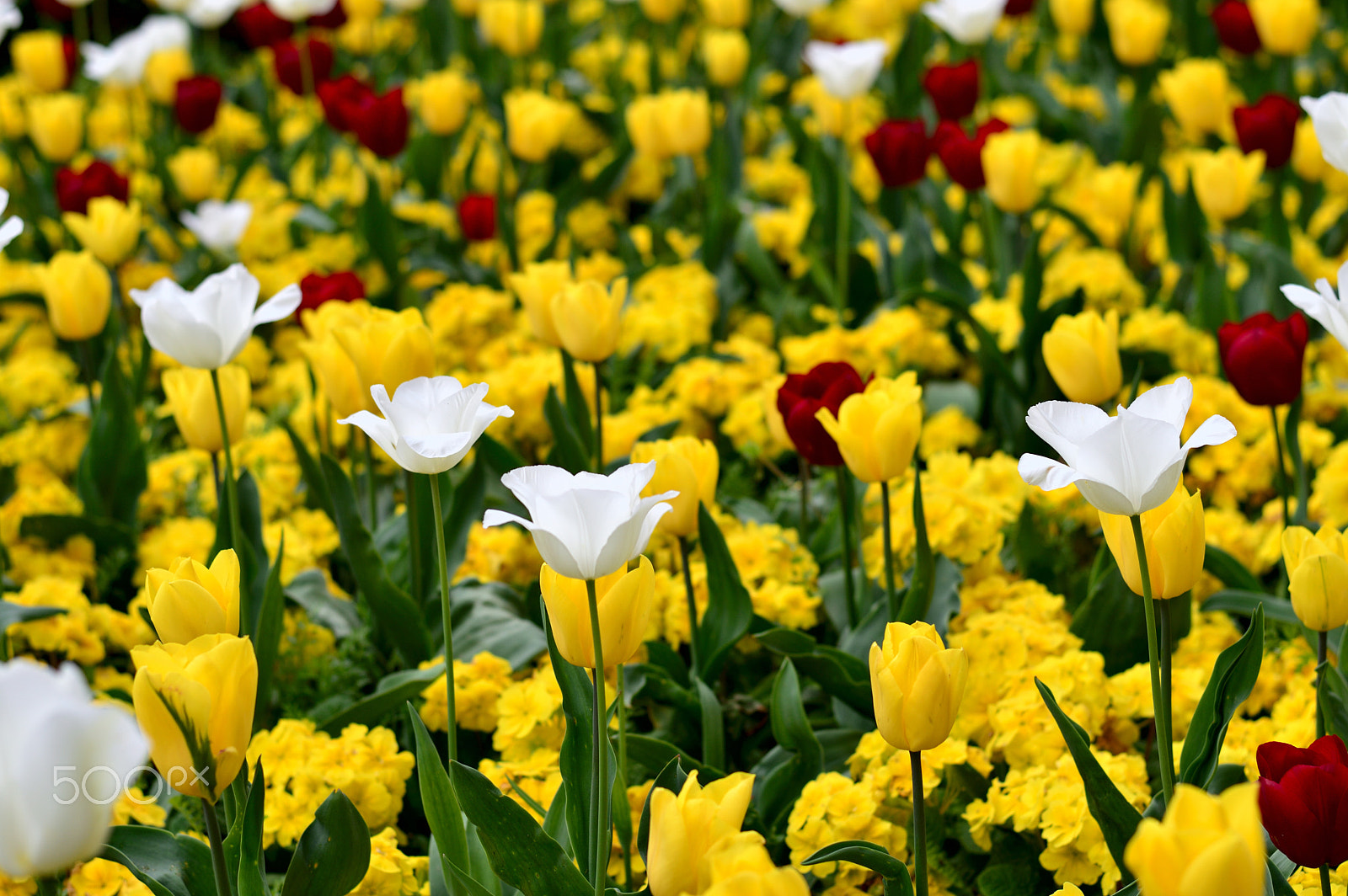Nikon D3200 + Nikon AF-S Nikkor 50mm F1.8G sample photo. Tulips time photography