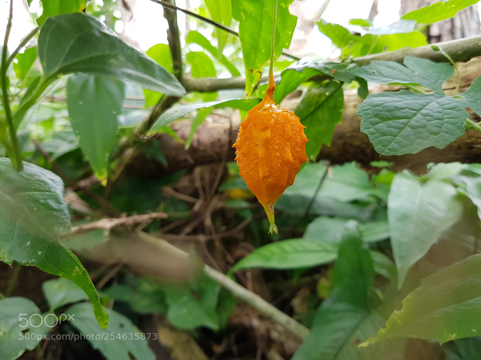 Samsung Galaxy S8+ sample photo. Campana amarilla photography