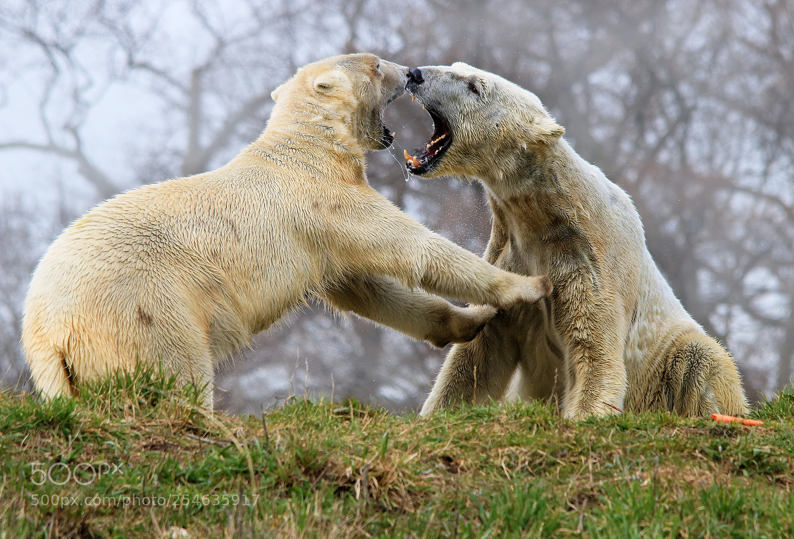 Canon EOS 750D (EOS Rebel T6i / EOS Kiss X8i) sample photo. Polar bears fighting photography