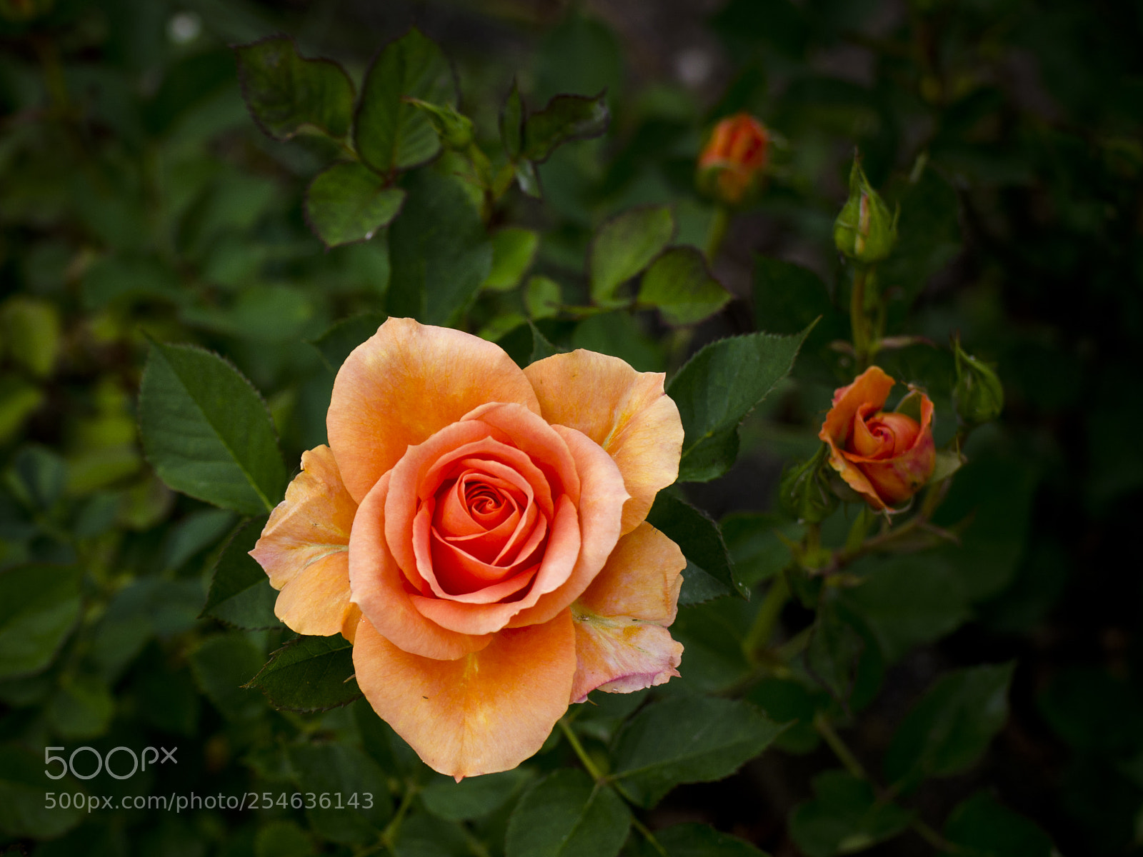 Nikon D7000 sample photo. Untitled photography
