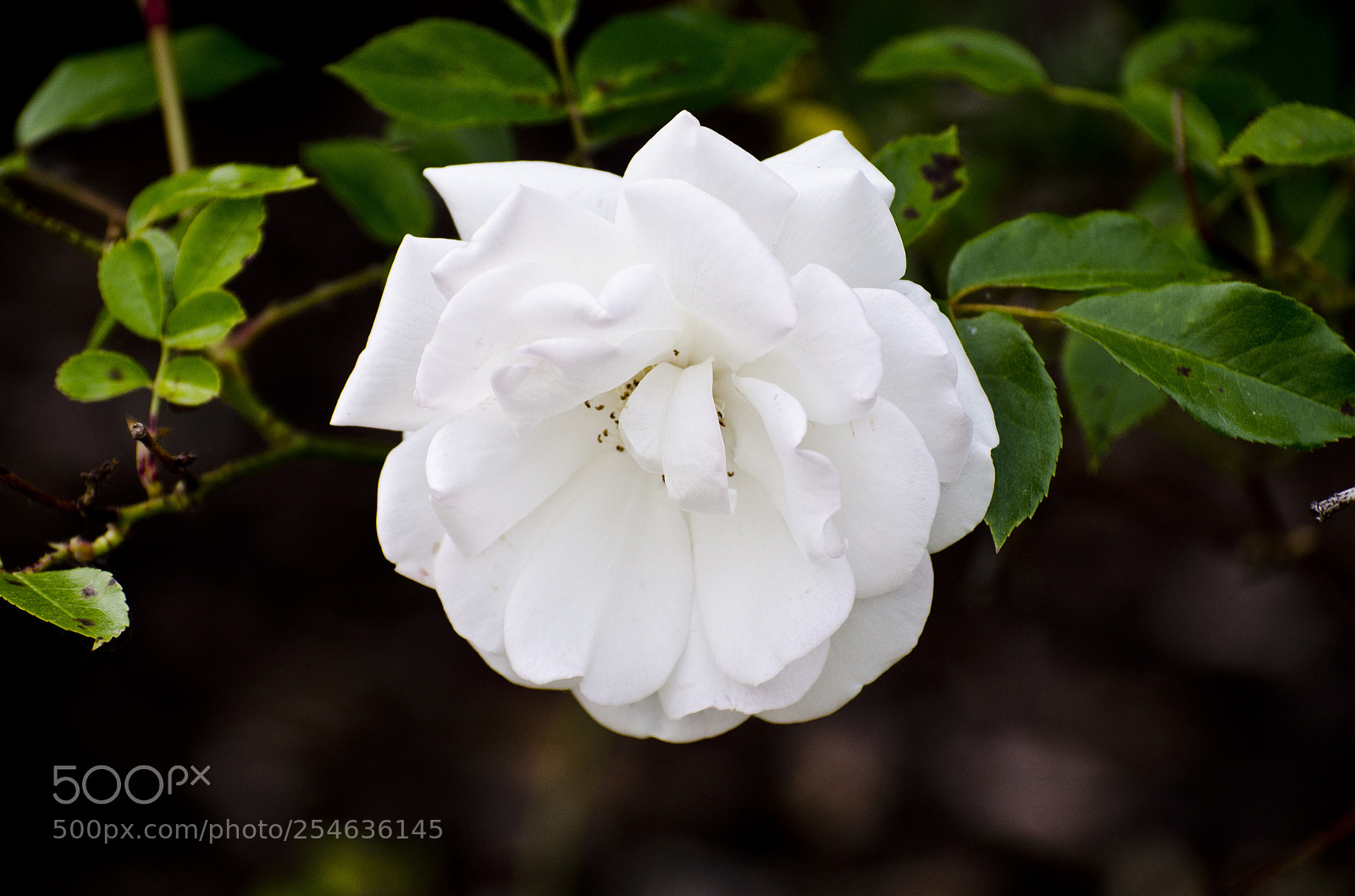 Nikon D7000 sample photo. Untitled photography