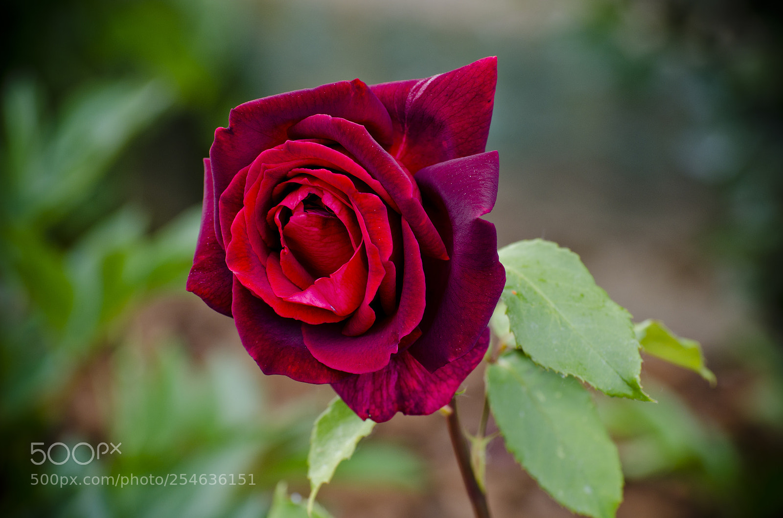 Nikon D7000 sample photo. Untitled photography