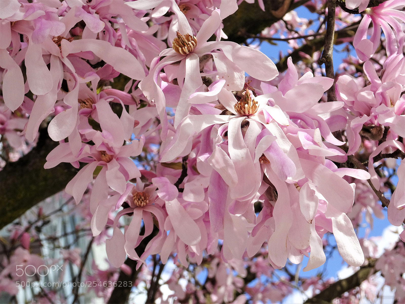 Sony Cyber-shot DSC-HX90V sample photo. Spring is nice. photography