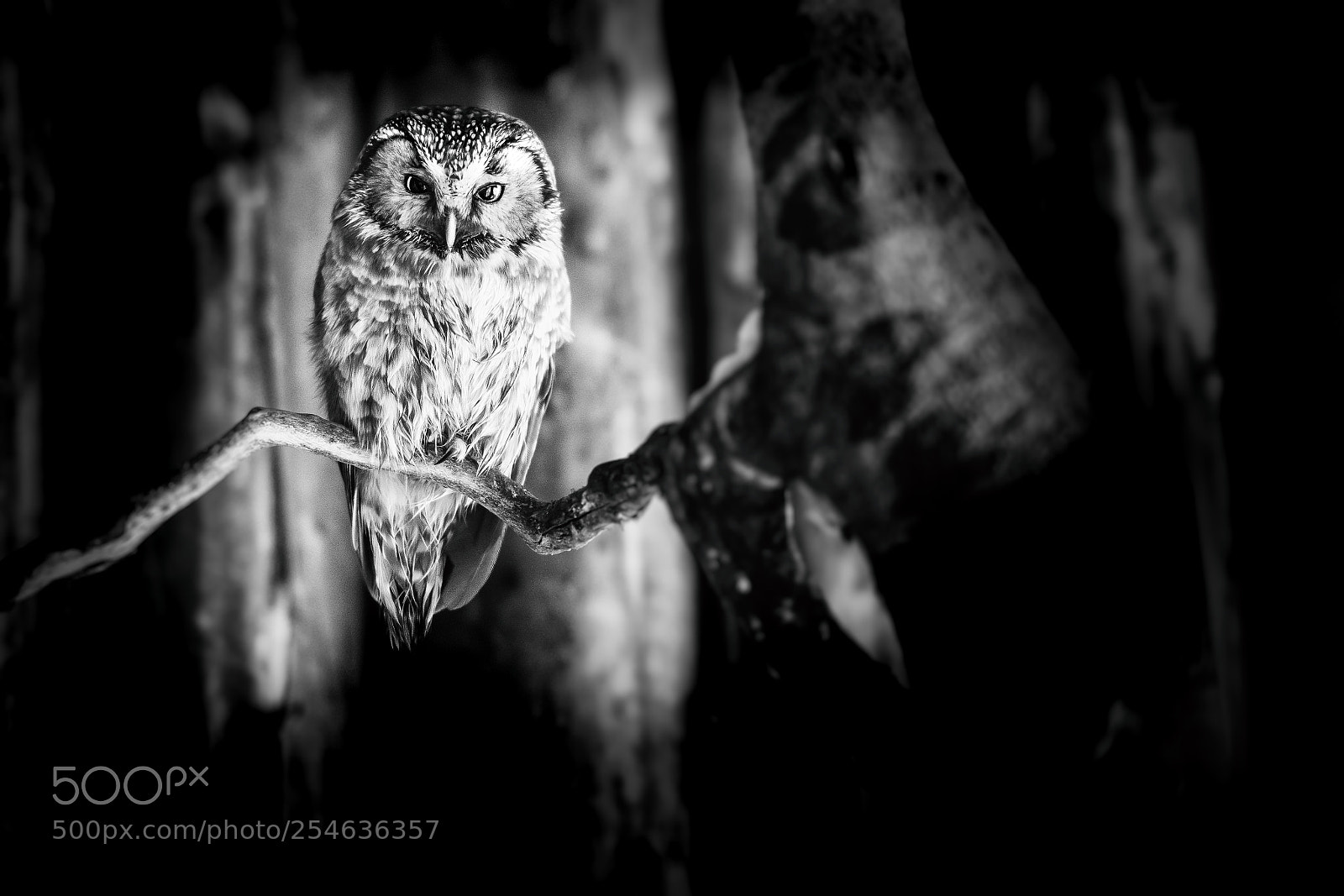 Sony a7R III sample photo. Owl bnw photography