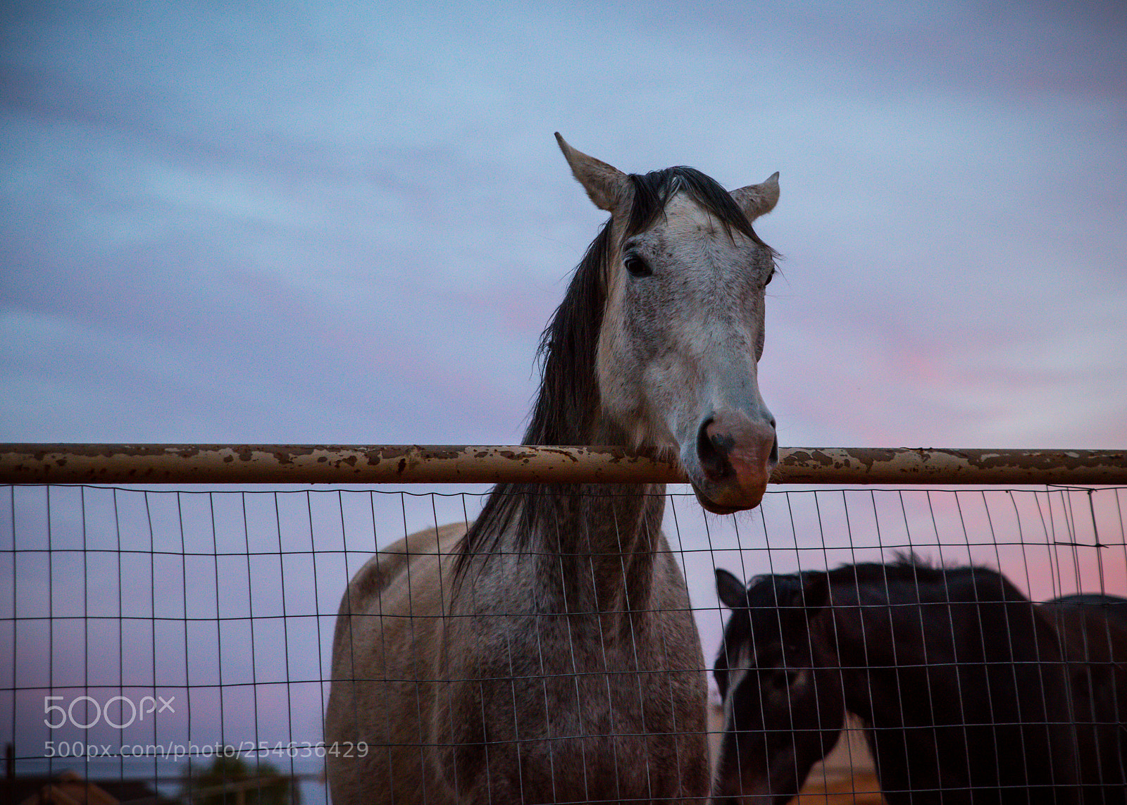 Nikon D810 sample photo. Horse at dusk photography