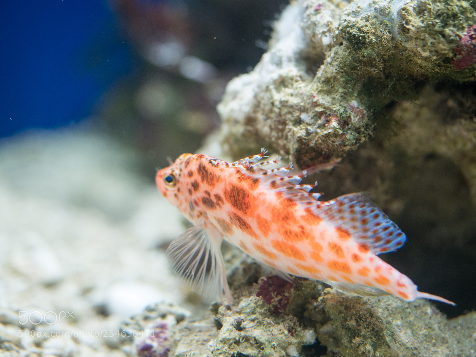 Olympus OM-D E-M1 Mark II sample photo. Fishy photography