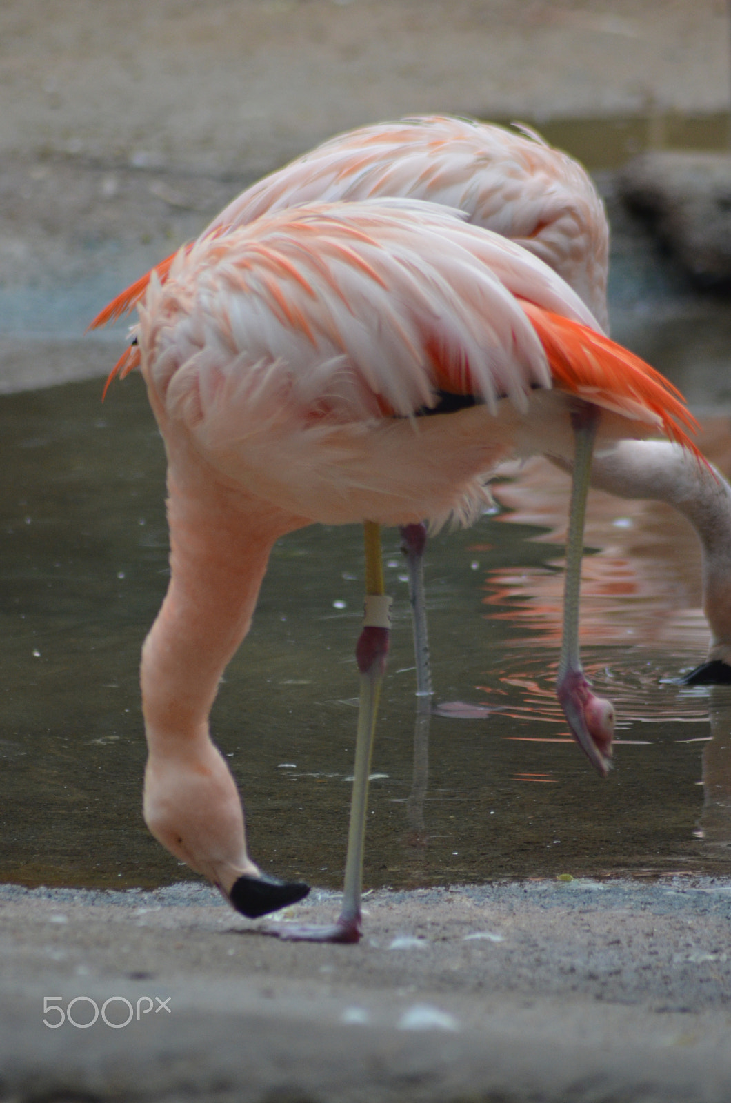 Nikon AF Nikkor 70-300mm F4-5.6G sample photo. (t) photography