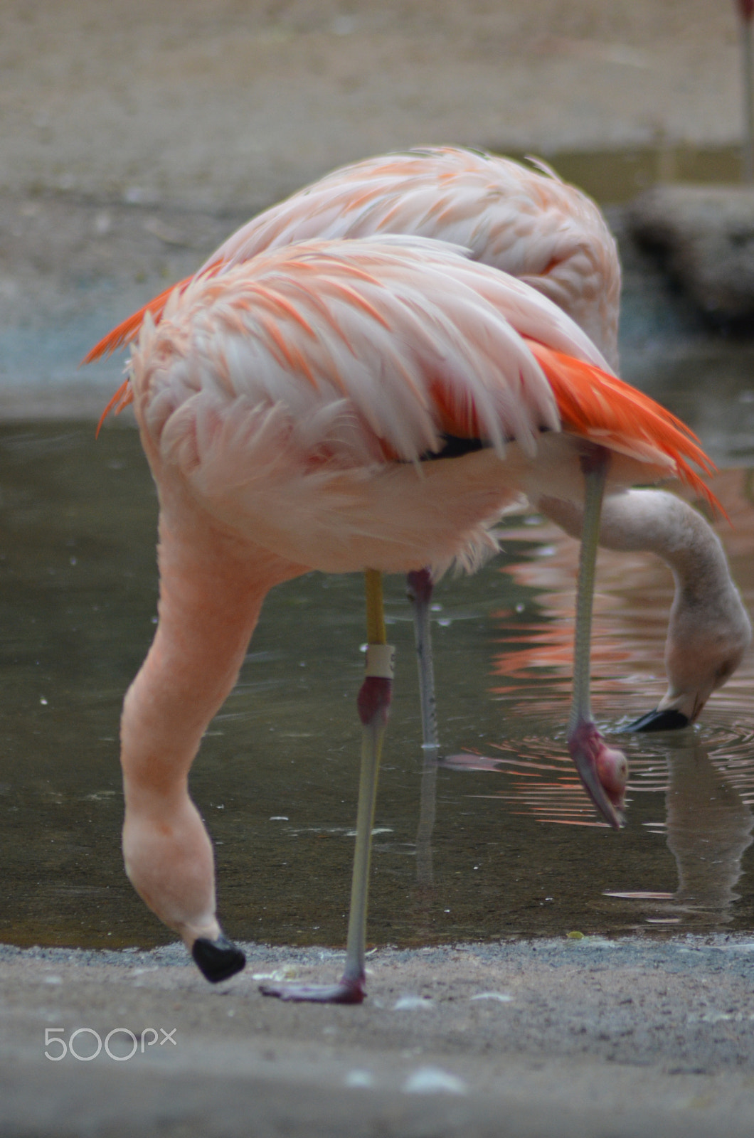 Nikon AF Nikkor 70-300mm F4-5.6G sample photo. (t) photography
