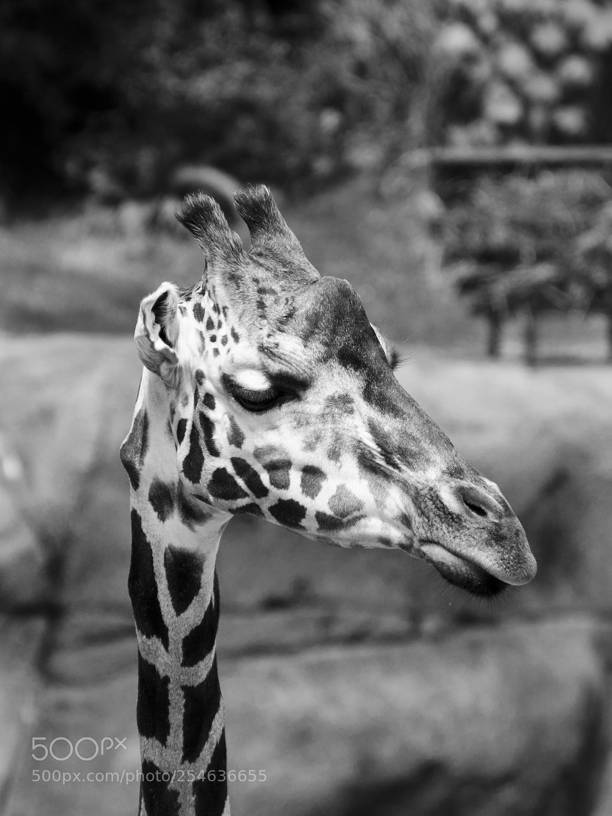 Nikon D7000 sample photo. Untitled photography