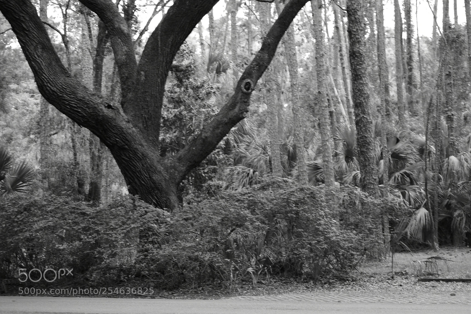 Nikon D3400 sample photo. Survival... photography