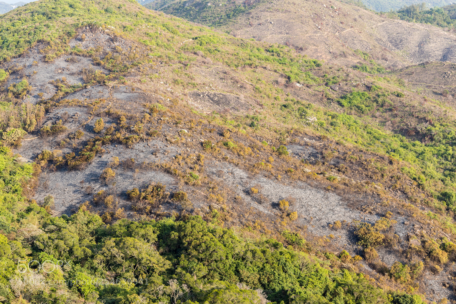 Canon EOS 6D Mark II sample photo. Forest burned down photography