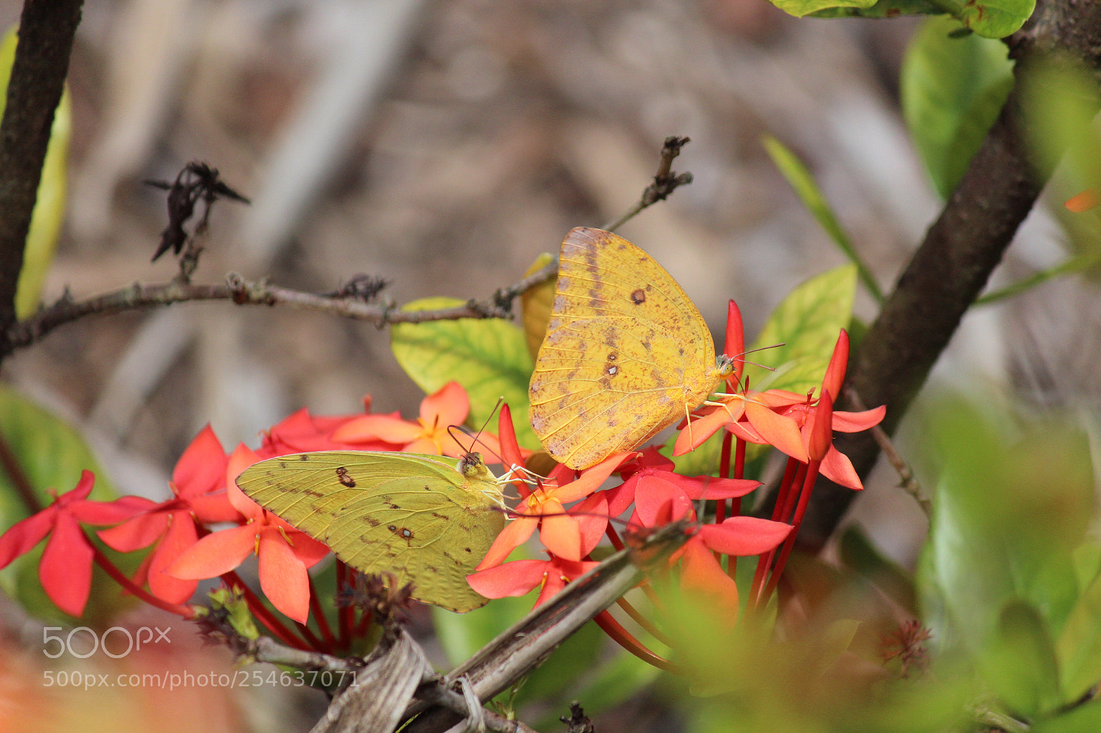 Canon EOS 650D (EOS Rebel T4i / EOS Kiss X6i) sample photo. Orange-barred sulphur of cozumel photography