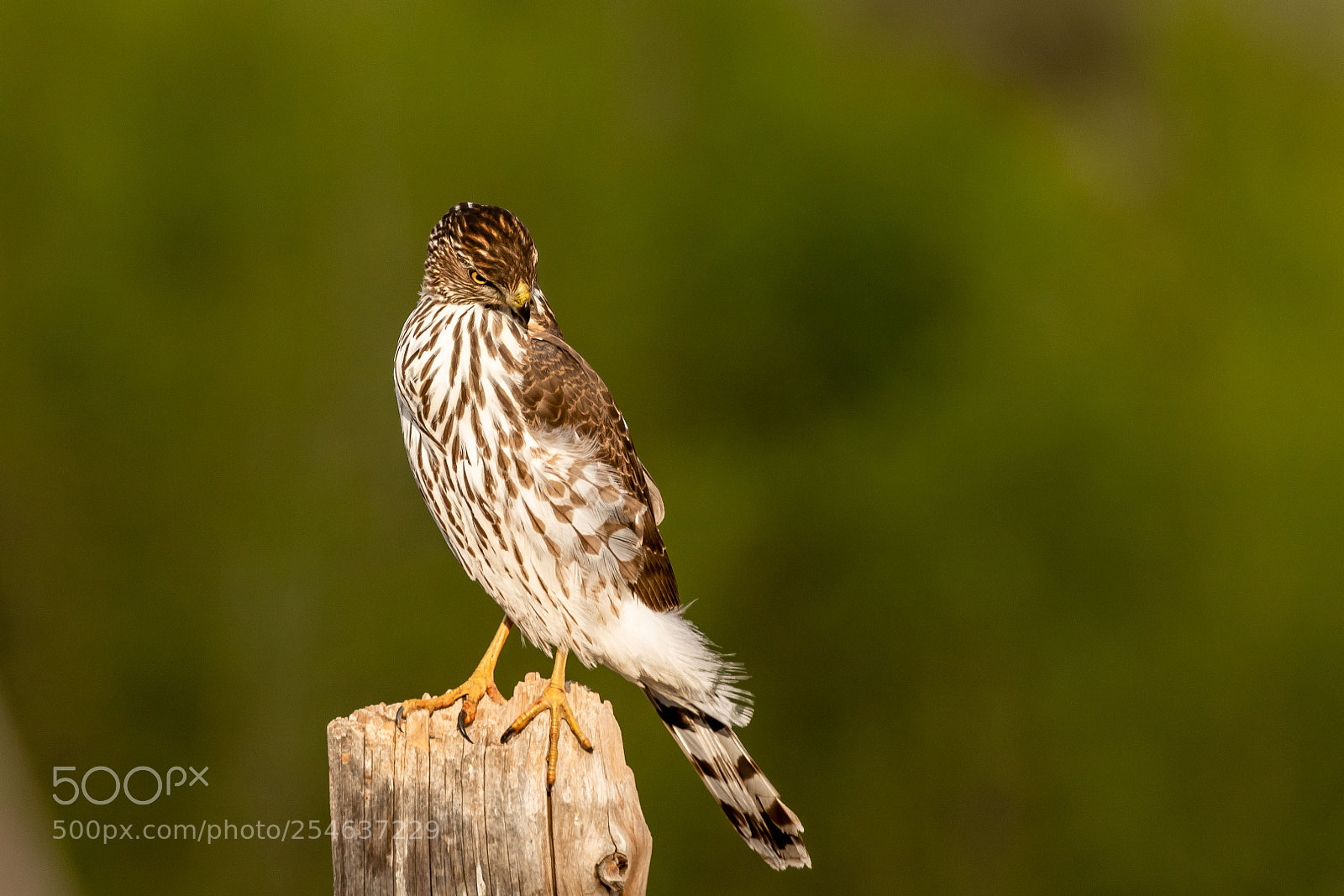 Canon EOS 760D (EOS Rebel T6s / EOS 8000D) sample photo. Sharp shinned hawk looking photography