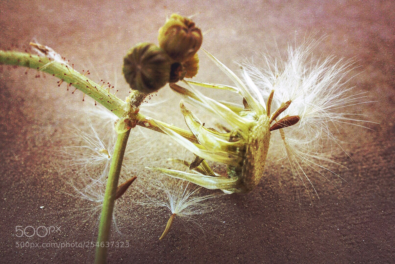 Sony a6000 sample photo. Dandelion photography