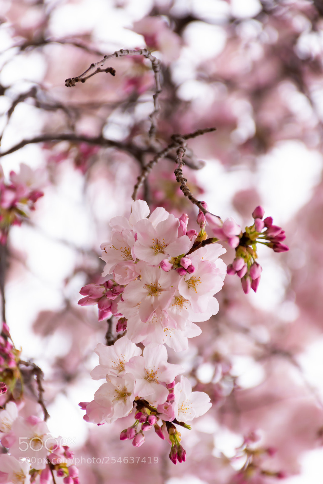 Nikon D7200 sample photo. Precious spring photography