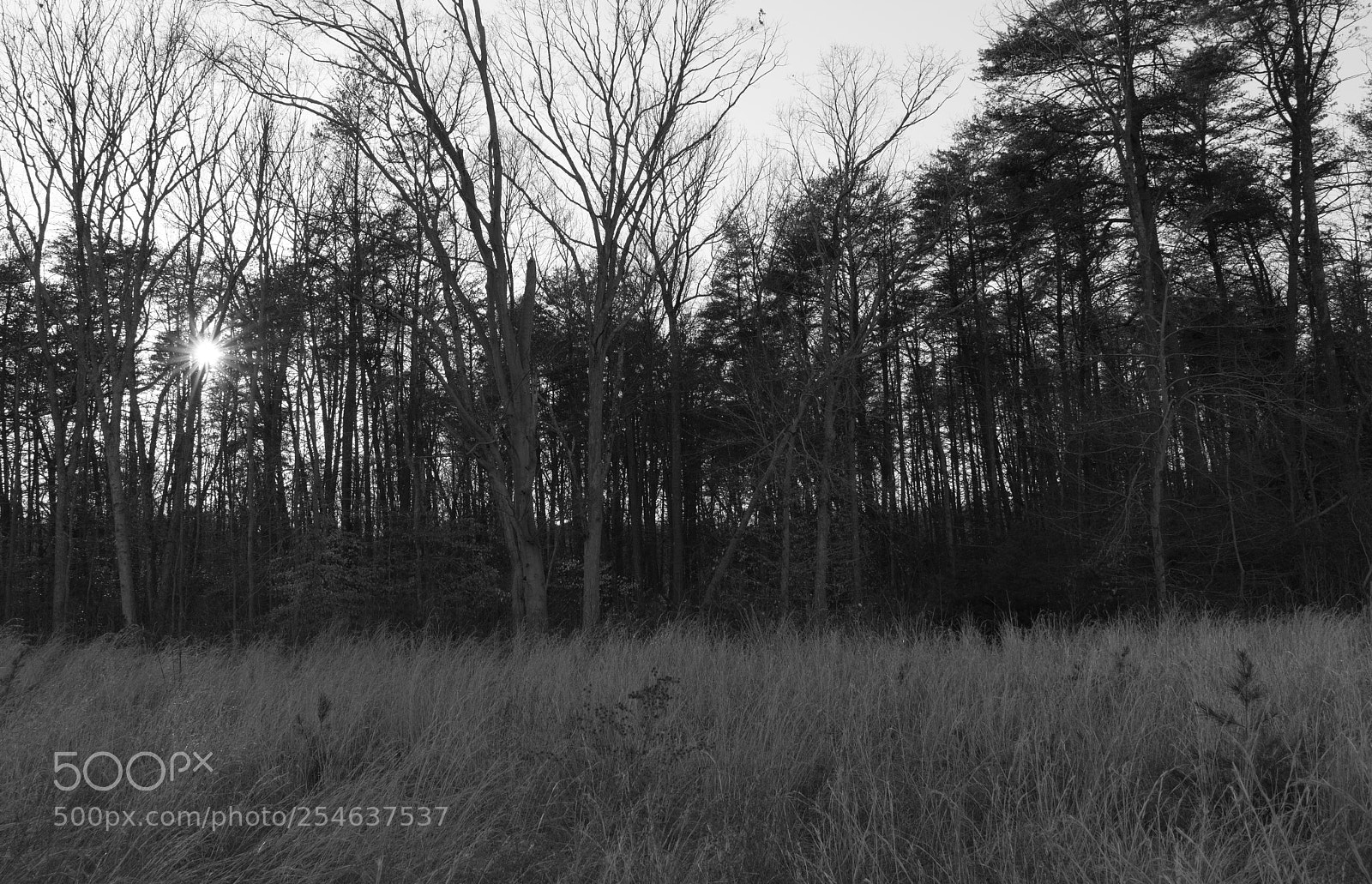 Sony a7R III sample photo. Untitled photography