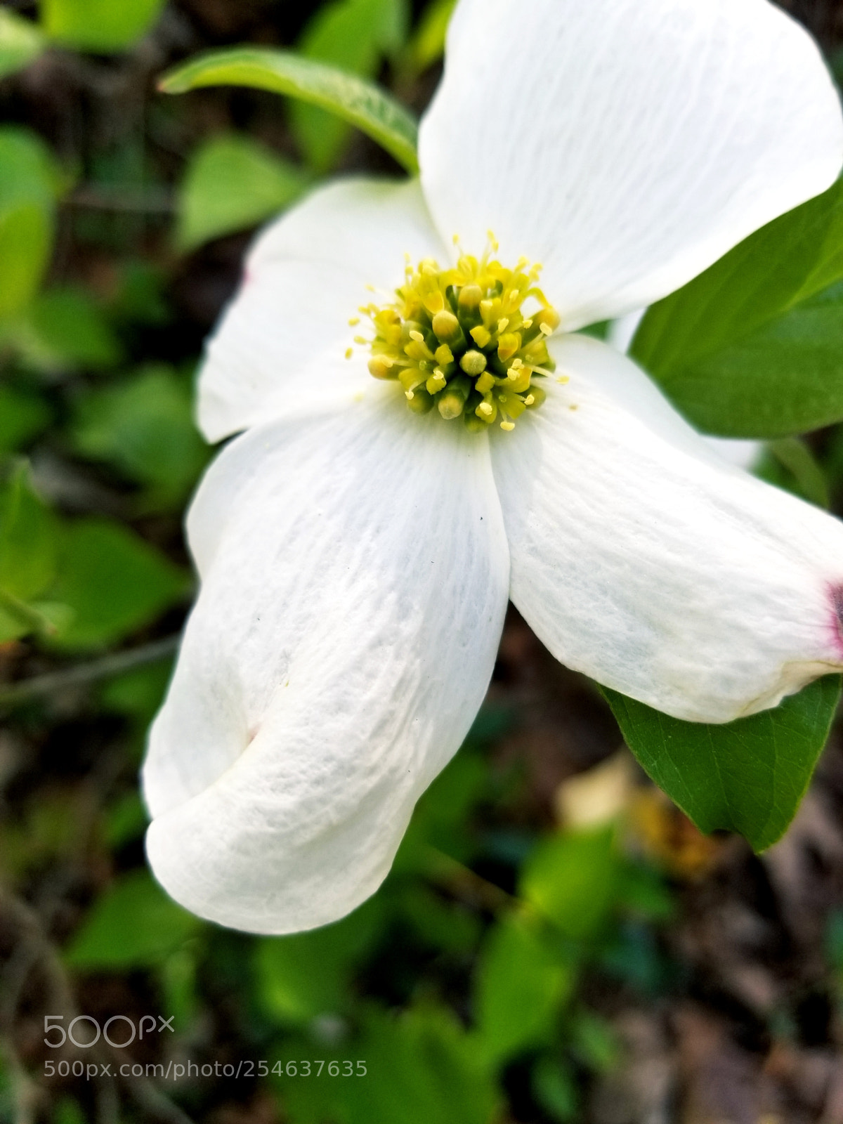 Samsung Galaxy S8+ sample photo. Dogwood photography