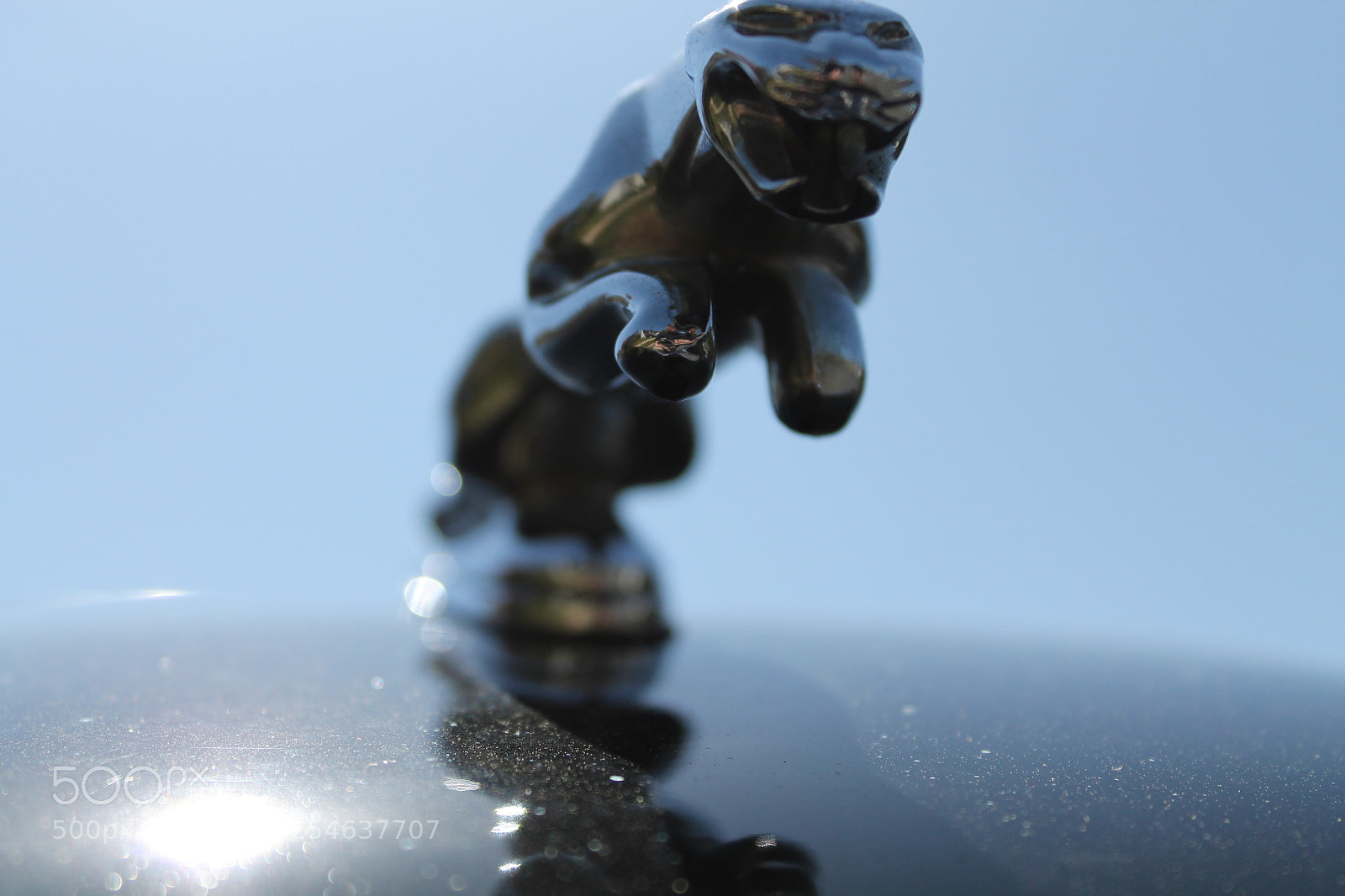 Canon EOS 1100D (EOS Rebel T3 / EOS Kiss X50) sample photo. Jaguar photography