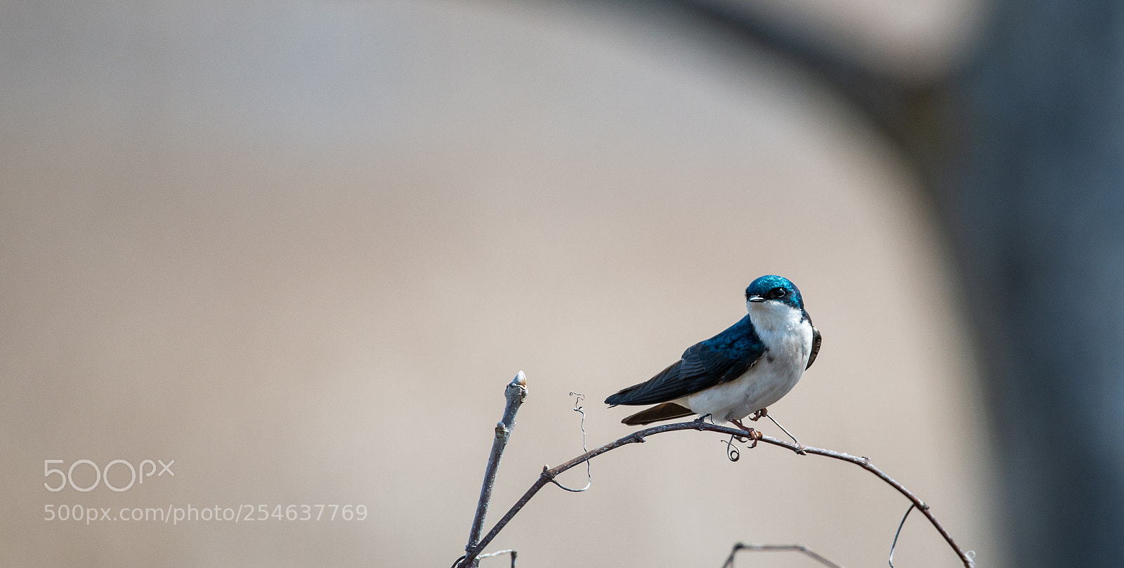 Nikon D800 sample photo. Little one photography