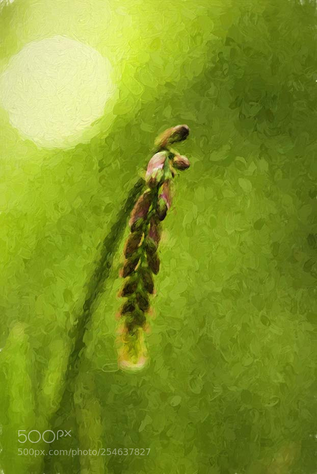 Nikon D200 sample photo. A blade of grass photography