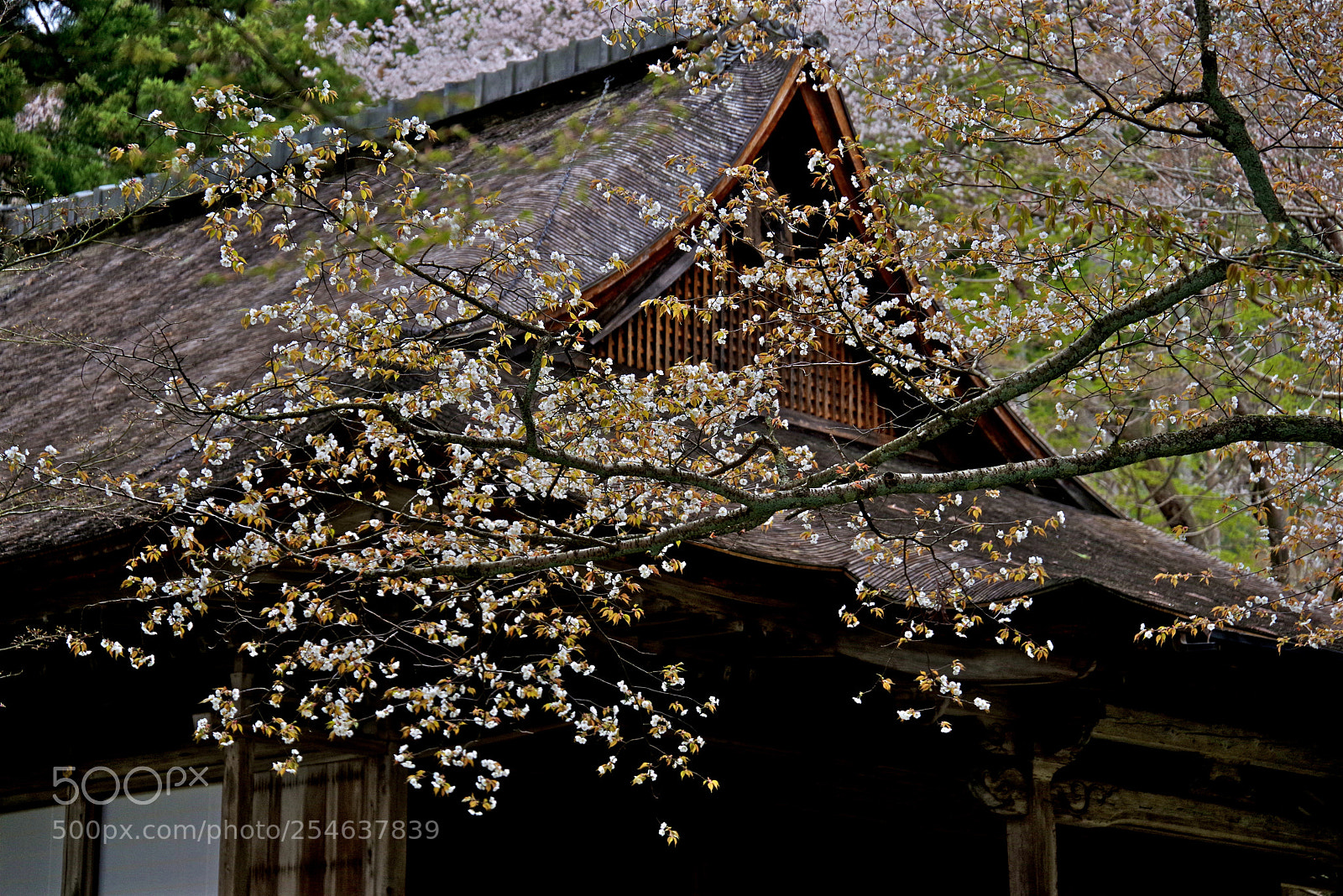 Pentax K-1 sample photo. Sanzenin photography