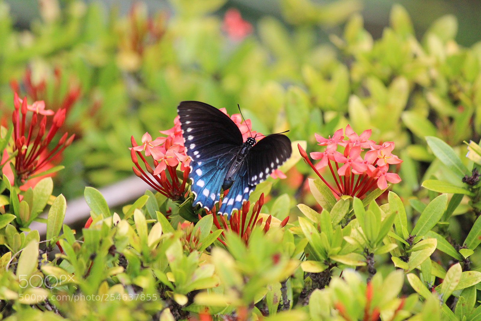 Canon EOS 650D (EOS Rebel T4i / EOS Kiss X6i) sample photo. Beautiful swallowtail butterfly in photography
