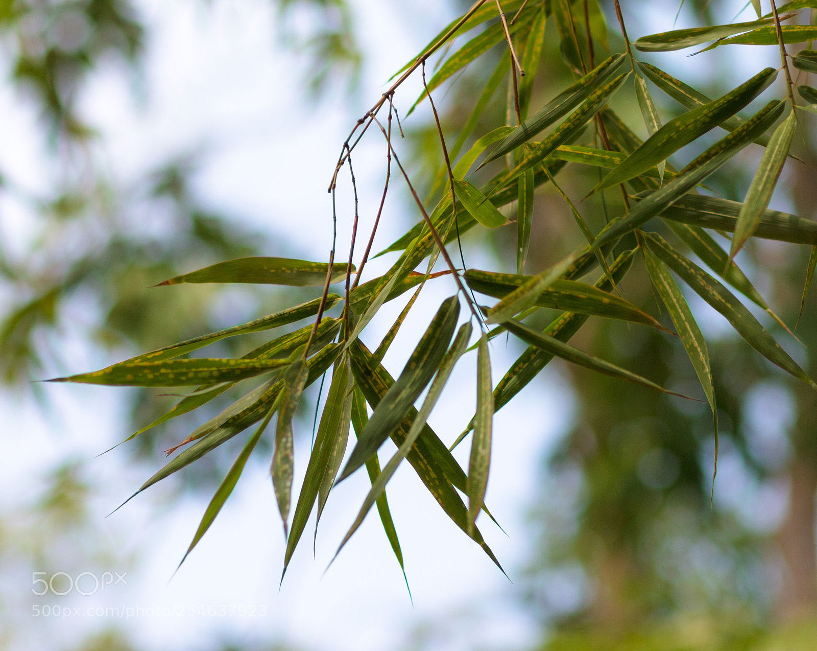 Canon EOS 70D sample photo. Foliage photography