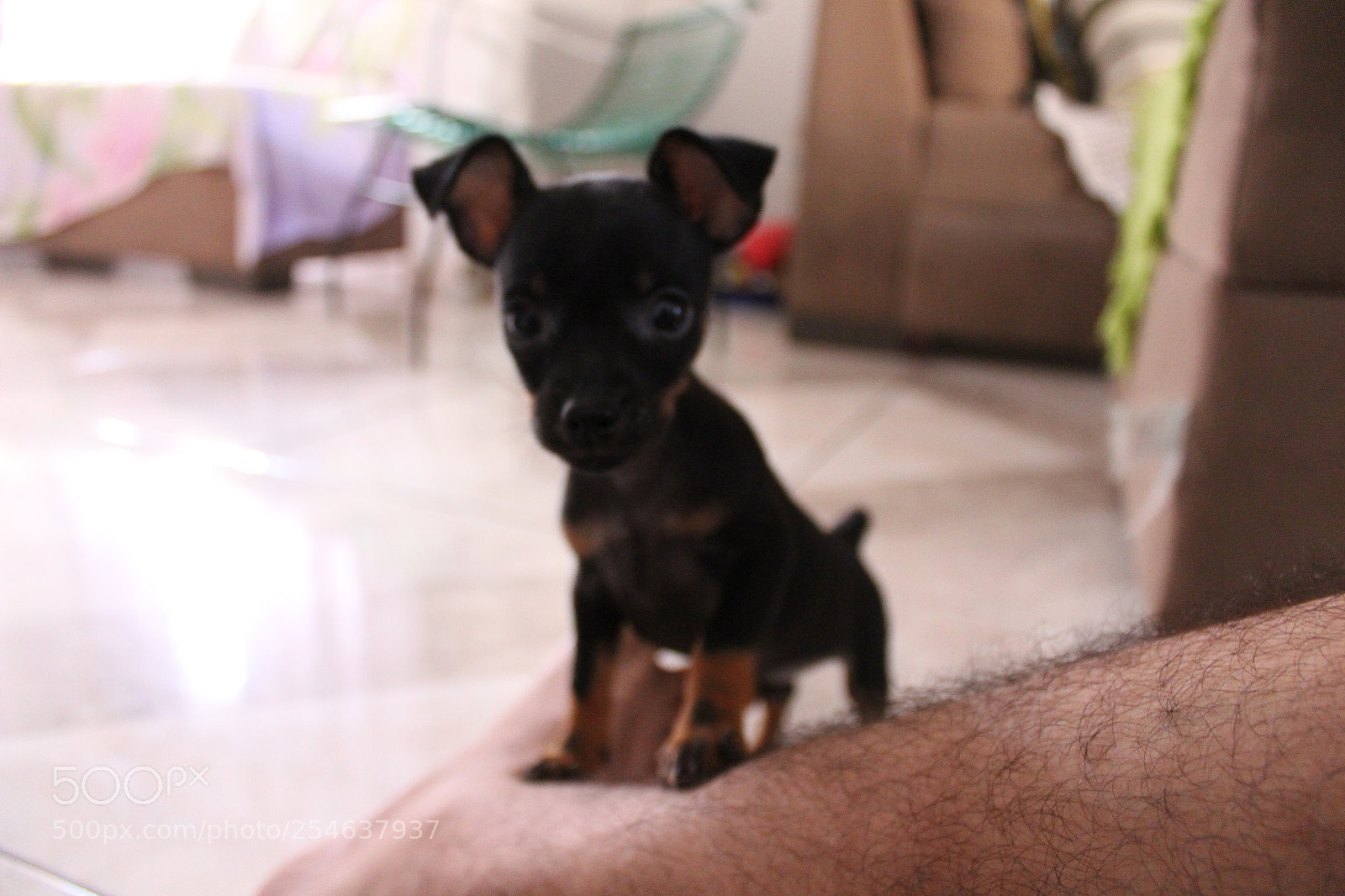 Canon EF-S 18-55mm F3.5-5.6 III sample photo. Small dog photography