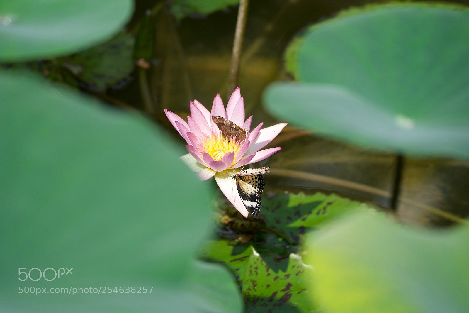 Sony a6300 sample photo. Butterfly - up & down photography
