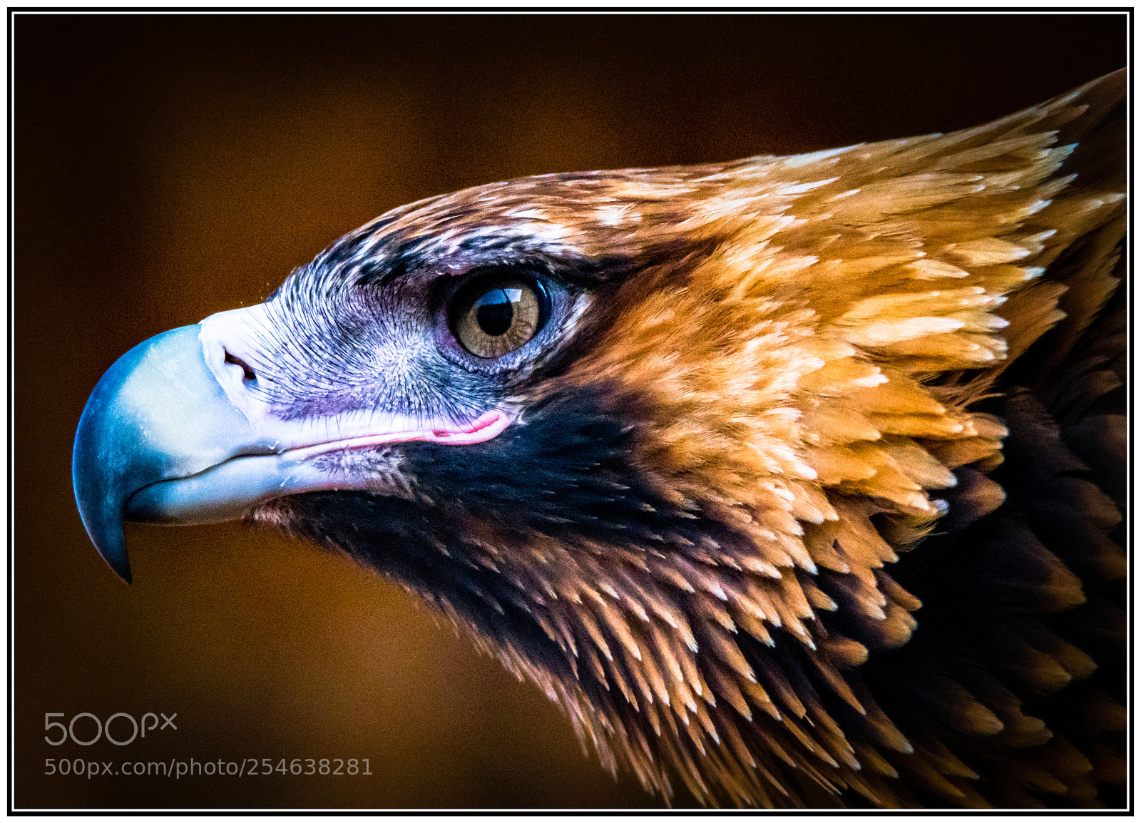 Nikon D7200 sample photo. Wedge-tailed eagle photography