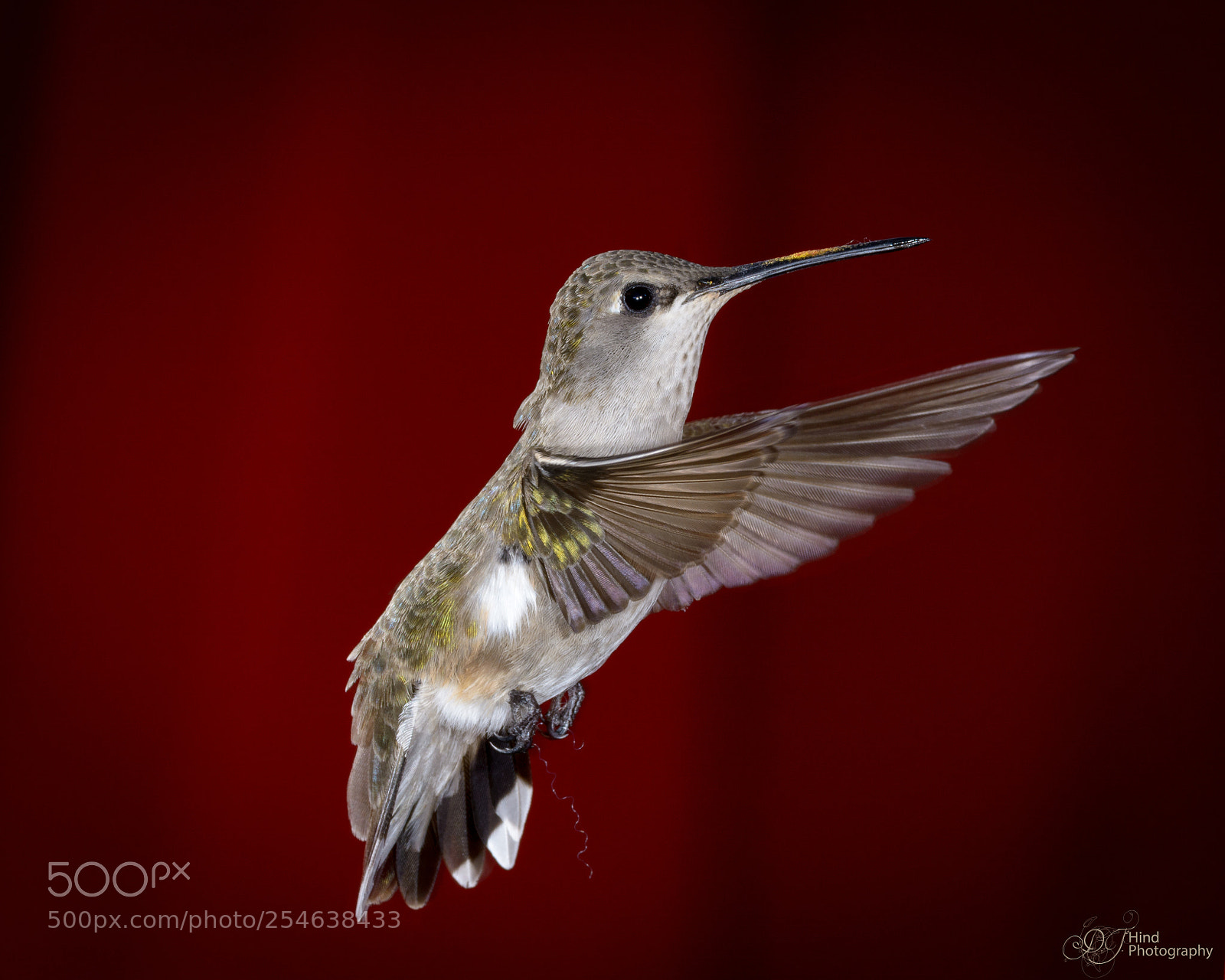Nikon D5200 sample photo. Female black-chinned hummingbird photography