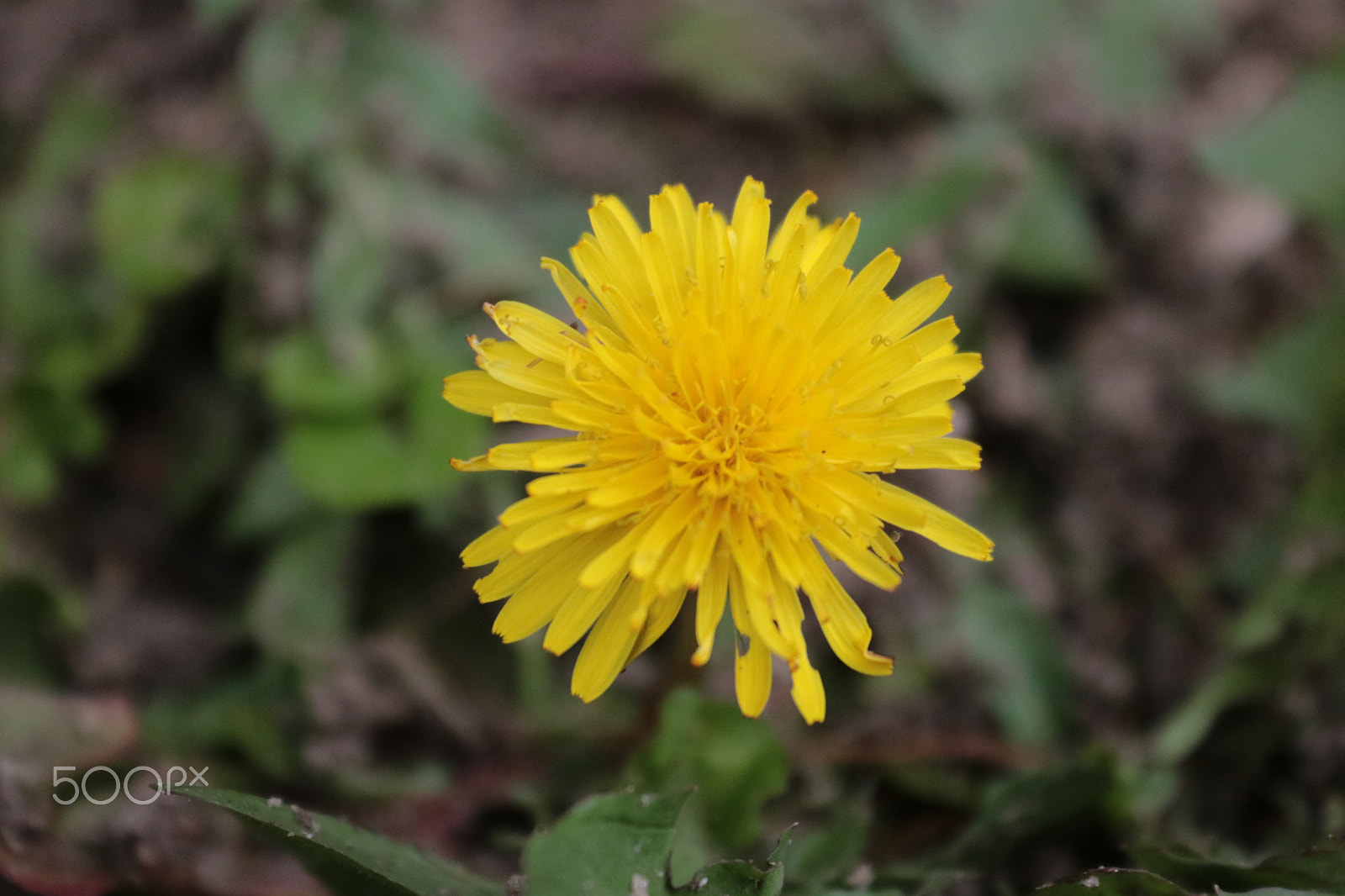 Canon EOS 750D (EOS Rebel T6i / EOS Kiss X8i) sample photo. Img photography